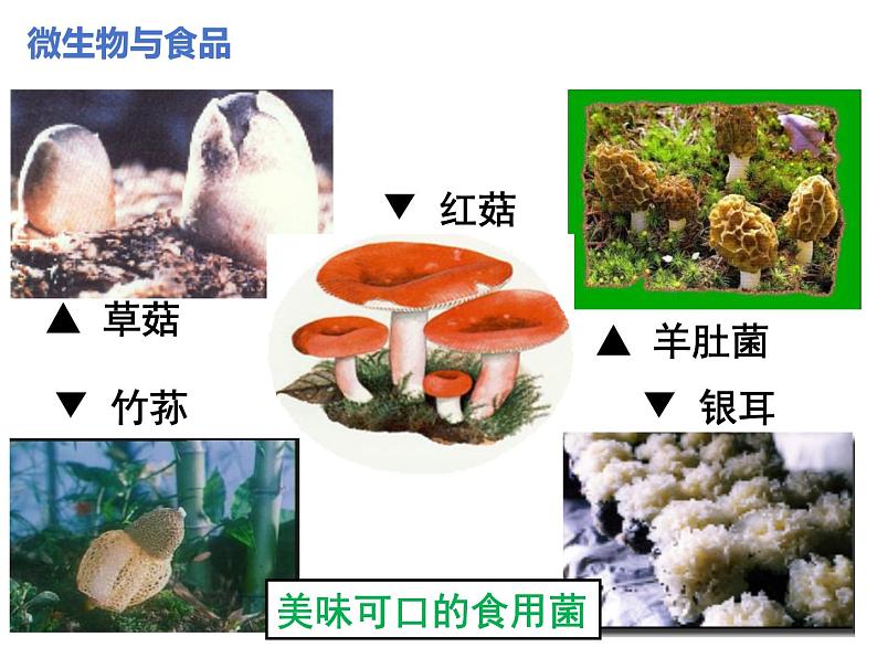 2.5.2  微生物与人类的关系  课件---2024-2025学年苏教版（2024版）七年级生物上册第5页