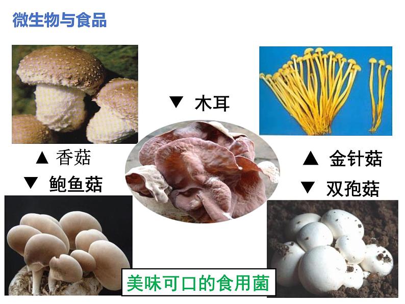 2.5.2  微生物与人类的关系  课件---2024-2025学年苏教版（2024版）七年级生物上册第6页