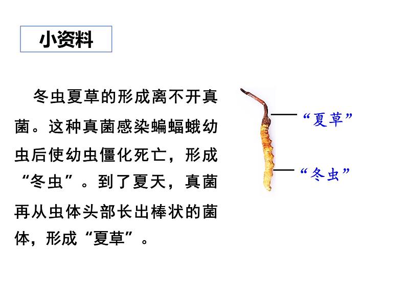 2.5.2  微生物与人类的关系  课件---2024-2025学年苏教版（2024版）七年级生物上册第8页