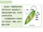 人教版七年级生物上学期（2024）1.3.4《单细胞生物》课件