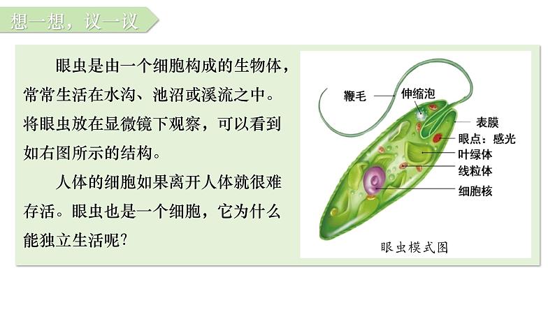 人教版七年级生物上学期（2024）1.3.4《单细胞生物》课件第2页