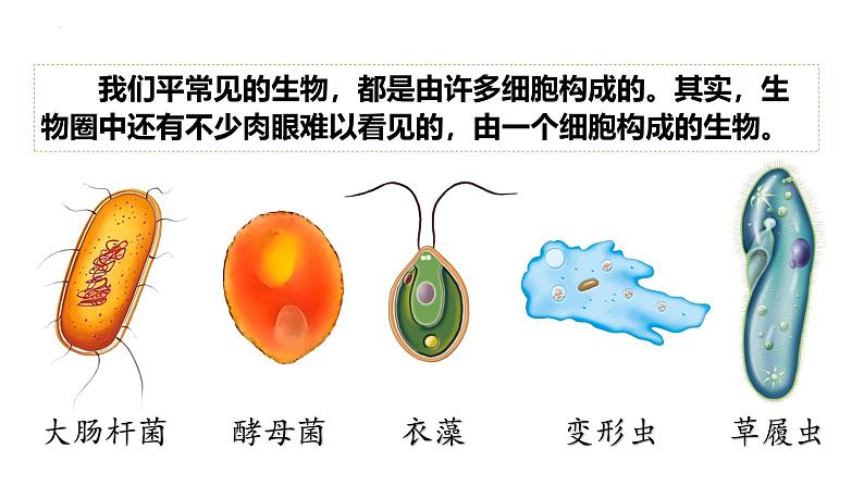 人教版七年级生物上学期（2024）1.3.4《单细胞生物》课件第3页