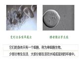 人教版七年级生物上学期（2024）1.3.4《单细胞生物》课件