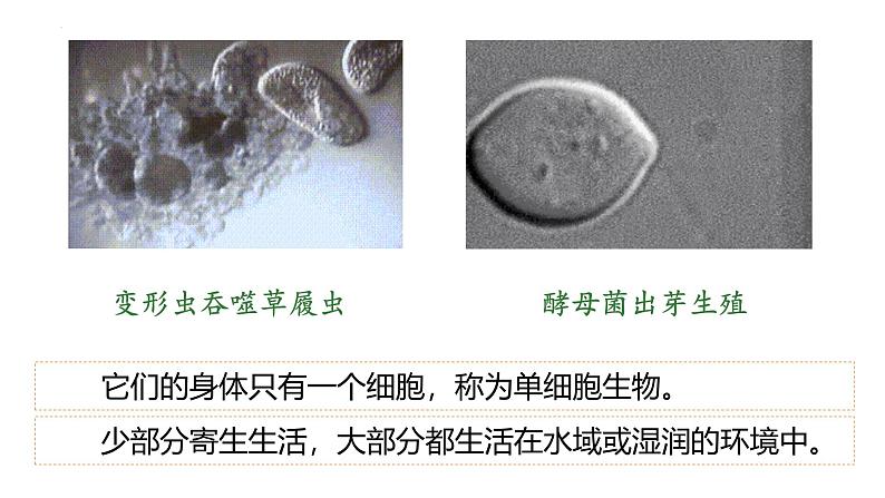 人教版七年级生物上学期（2024）1.3.4《单细胞生物》课件第4页