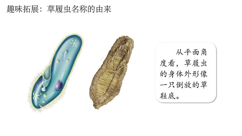 人教版七年级生物上学期（2024）1.3.4《单细胞生物》课件第5页