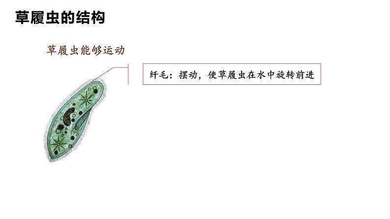 人教版七年级生物上学期（2024）1.3.4《单细胞生物》课件第6页