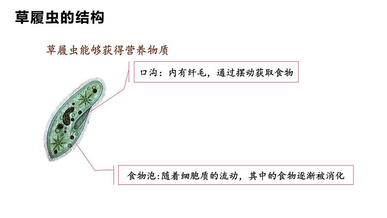 人教版七年级生物上学期（2024）1.3.4《单细胞生物》课件第7页