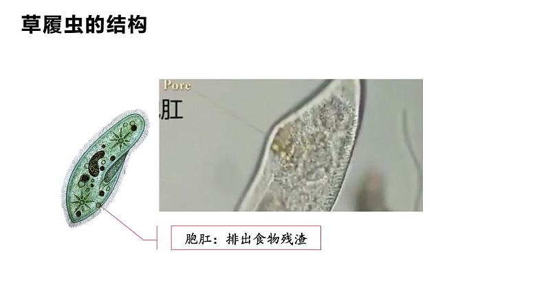 人教版七年级生物上学期（2024）1.3.4《单细胞生物》课件第8页