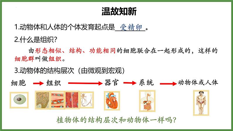 人教版生物七年级上册1.3.3《植物体的结构层次》（课件）02