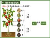 人教版生物七年级上册1.3.3《植物体的结构层次》（课件）