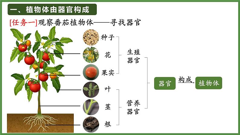 人教版生物七年级上册1.3.3《植物体的结构层次》（课件）05