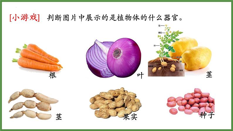 人教版生物七年级上册1.3.3《植物体的结构层次》（课件）06