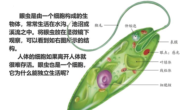 人教版生物七年级上册1.3.4《单细胞生物》教学课件第2页