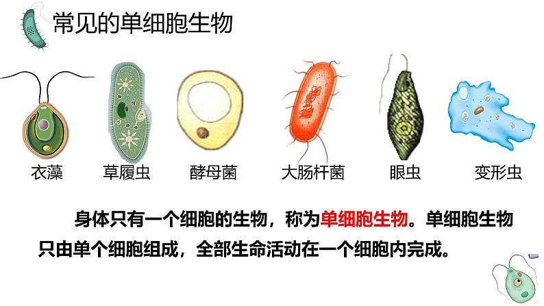 人教版生物七年级上册1.3.4《单细胞生物》教学课件第3页