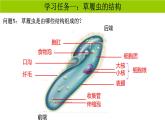 人教版生物七年级上册1.3.4《单细胞生物》教学课件