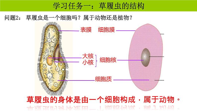 人教版生物七年级上册1.3.4《单细胞生物》教学课件第6页