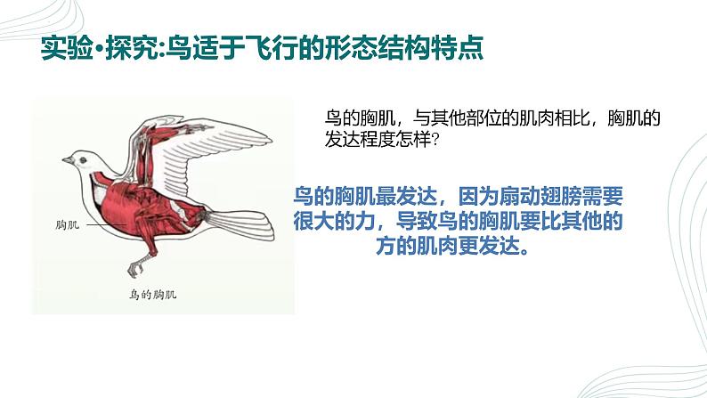 人教版生物七年级上册2.2.2《脊椎动物（鸟和哺乳动物）》课件第7页