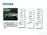 人教版生物七年级上册2.2.2《脊椎动物（鱼）》课件