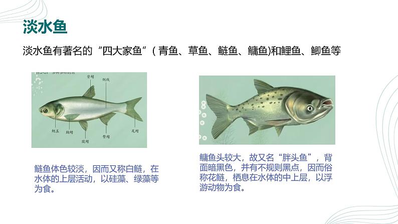 人教版生物七年级上册2.2.2《脊椎动物（鱼）》课件05