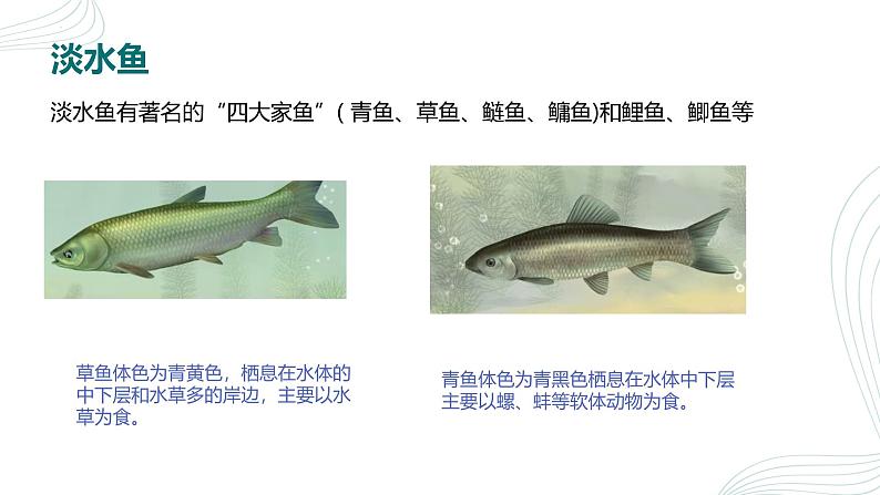 人教版生物七年级上册2.2.2《脊椎动物（鱼）》课件06