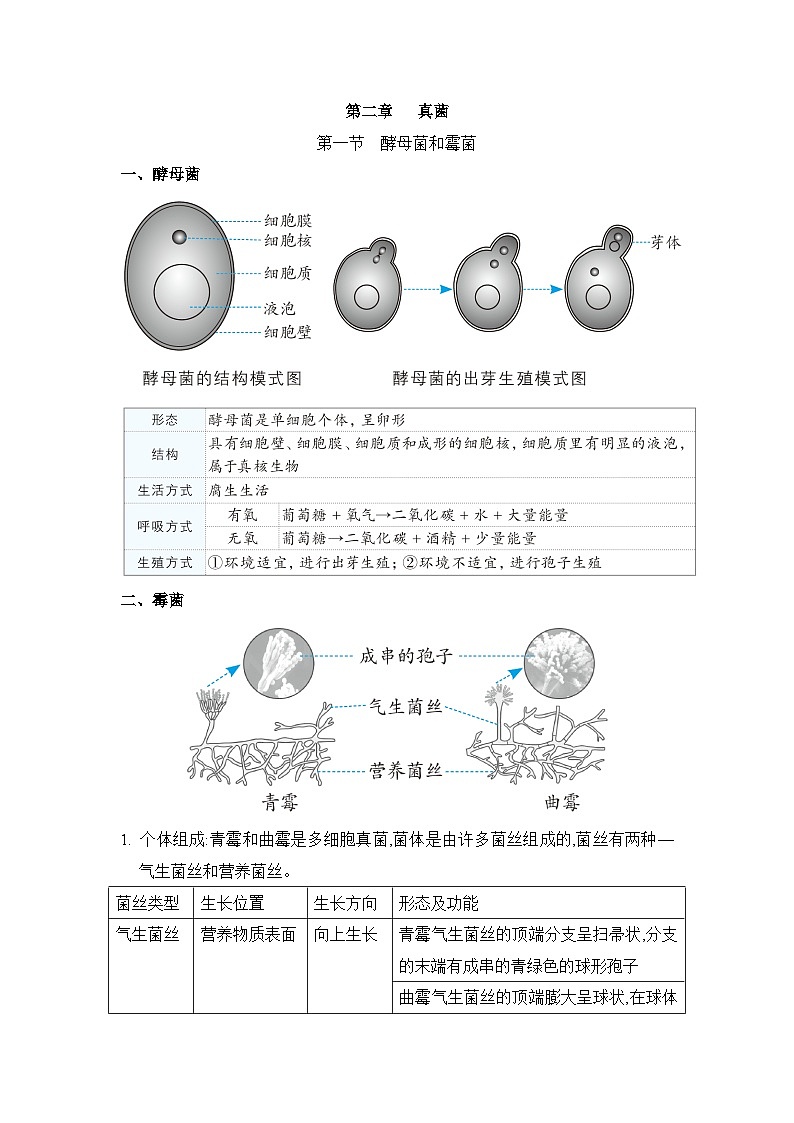 冀少版八年级生物上册第二章真菌知识点学案01