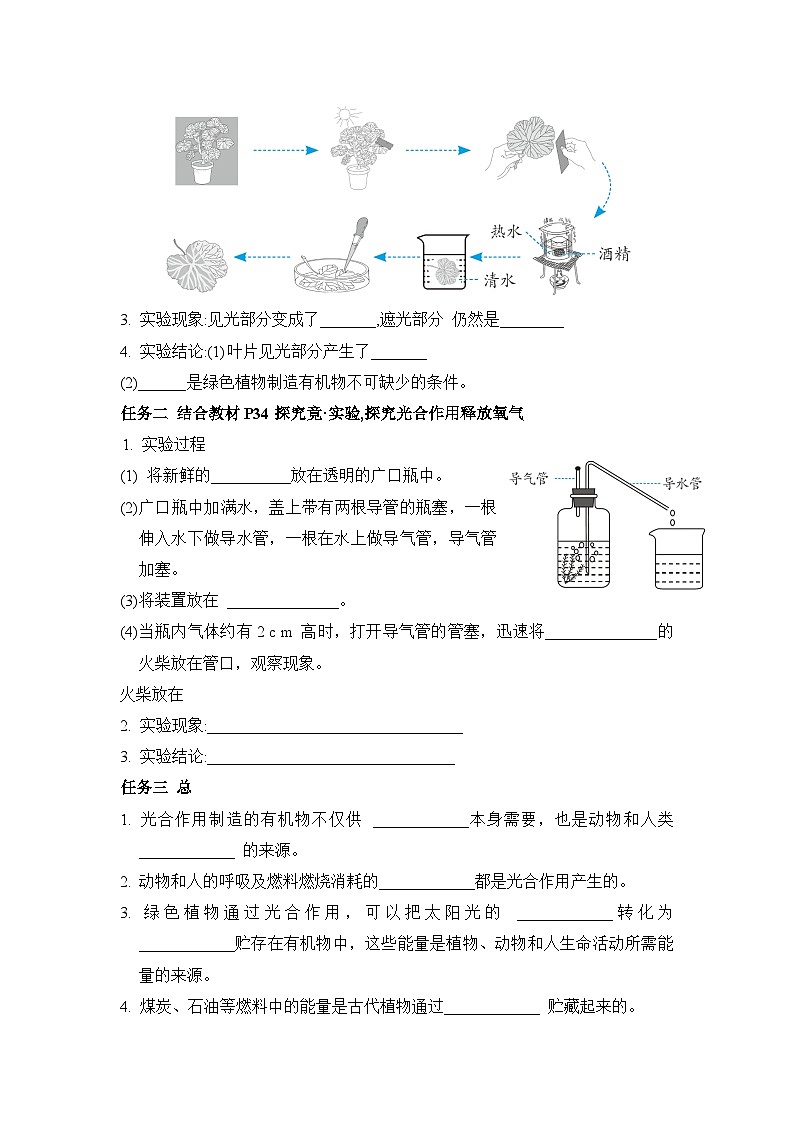 冀少版八年级生物上册第三章叶的光合作用导学案第2页
