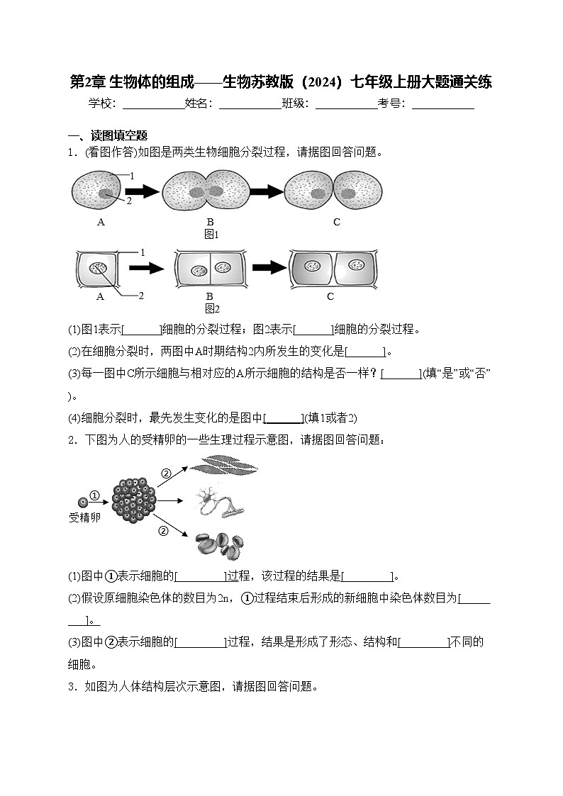 第2章 生物体的组成——生物苏教版（2024）七年级上册大题通关练(含答案)01