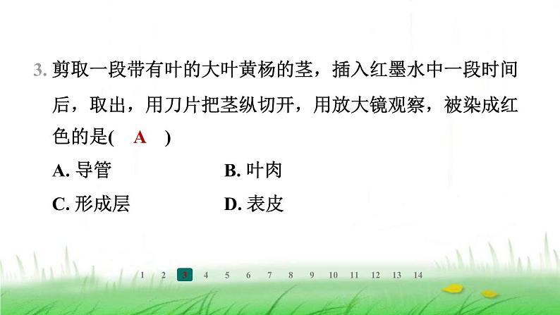 冀少版八年级生物上册第三单元第二节根对水分的吸收课件第4页