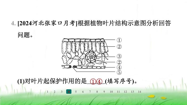 冀少版八年级生物上册第三单元第三节光合作用的场所课件第5页