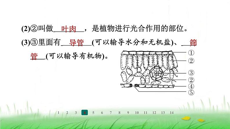 冀少版八年级生物上册第三单元第三节光合作用的场所课件第6页