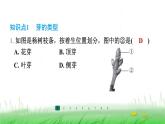 冀少版八年级生物上册第三单元第三节芽的发育课件
