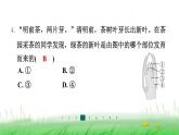 冀少版八年级生物上册第三单元第三节芽的发育课件