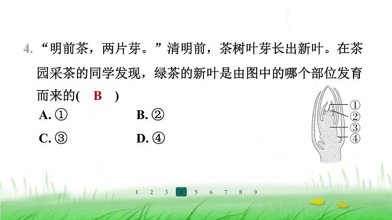 冀少版八年级生物上册第三单元第三节芽的发育课件第5页