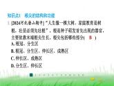 冀少版八年级生物上册第三单元第一节根的生长课件