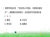 冀少版八年级生物上册第三单元第一节根的生长课件