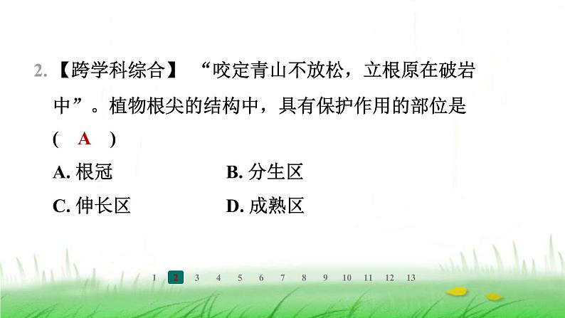 冀少版八年级生物上册第三单元第一节根的生长课件第3页