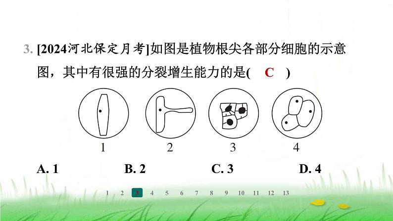 冀少版八年级生物上册第三单元第一节根的生长课件第4页