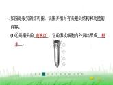冀少版八年级生物上册第三单元第一节根的生长课件