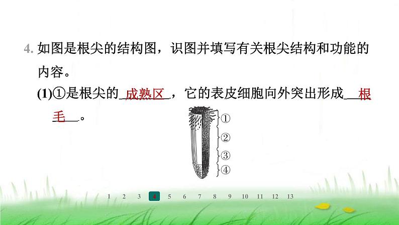 冀少版八年级生物上册第三单元第一节根的生长课件第5页