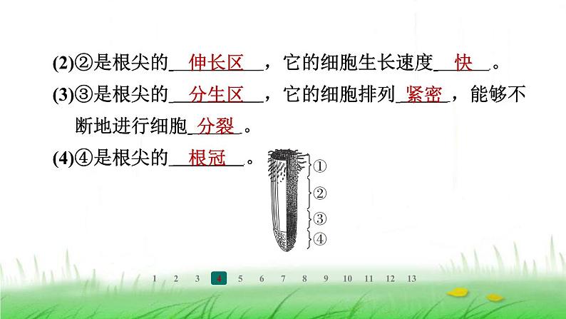 冀少版八年级生物上册第三单元第一节根的生长课件第6页