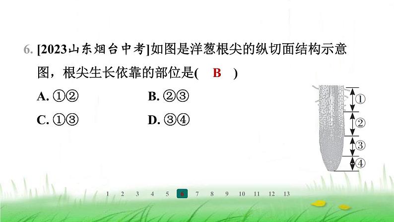 冀少版八年级生物上册第三单元第一节根的生长课件第8页