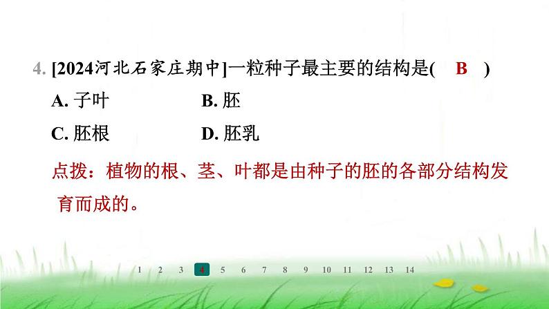 冀少版八年级生物上册第三单元第一节种子萌发的过程课件第5页