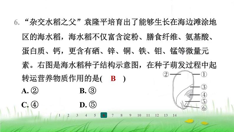 冀少版八年级生物上册第三单元第一节种子萌发的过程课件第7页