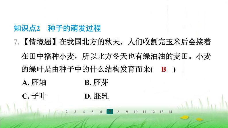 冀少版八年级生物上册第三单元第一节种子萌发的过程课件第8页