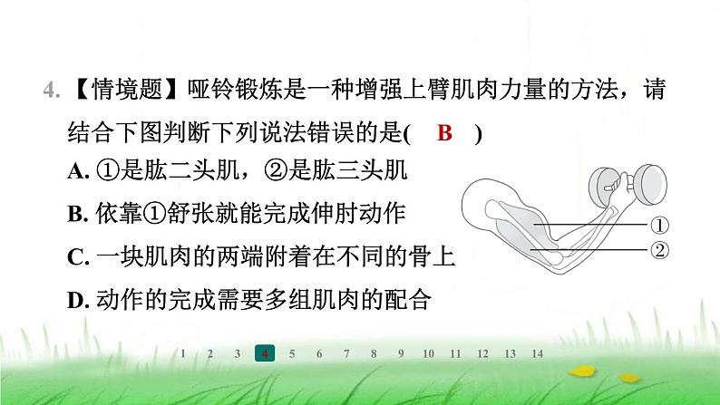 冀少版八年级生物上册第四单元第二节运动的完成课件第5页