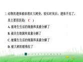 冀少版八年级生物上册第四章微生物在生物圈中的作用课件