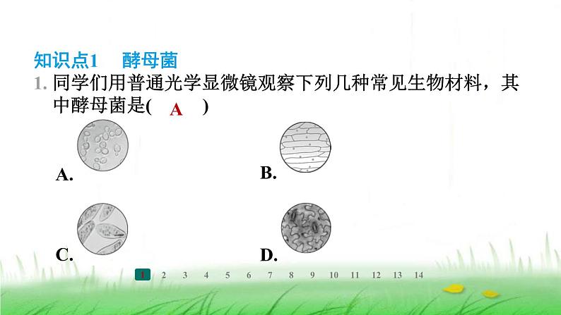 冀少版八年级生物上册第五单元第一节酵母菌和霉菌课件02