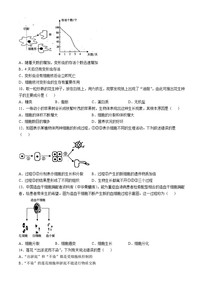 河南省南阳市淅川县第一高级中学附属学校2024-2025学年七年级上学期10月月考生物试题(无答案)第3页