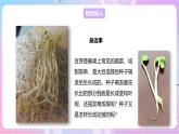 【新课标】冀少版生物八上3.1.1《种子萌发的过程》 课件+教案+学案