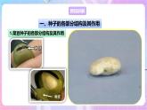 【新课标】冀少版生物八上3.1.1《种子萌发的过程》 课件+教案+学案